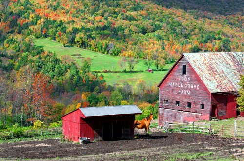 Maple Grove Farm