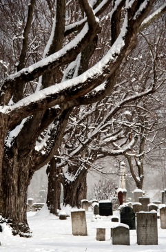 Graveyard Beauty