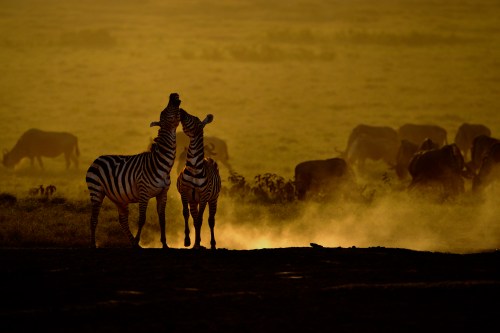 Zebras Cavorting at Sunset