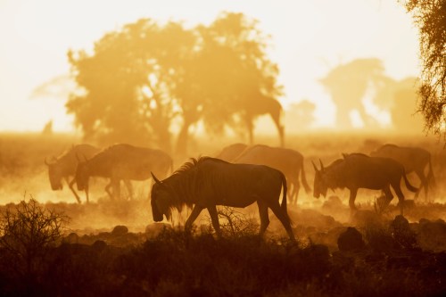 Early Morning Gnus