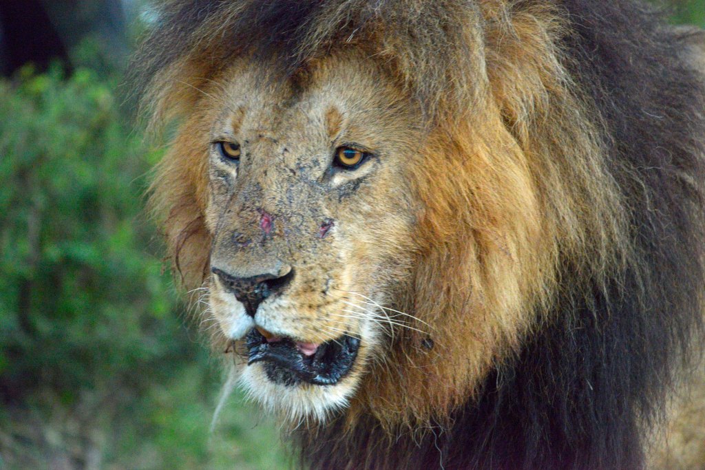 Africa – The Big&nbsp;Cats