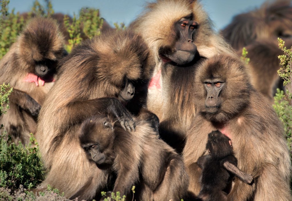 A Family Gelada