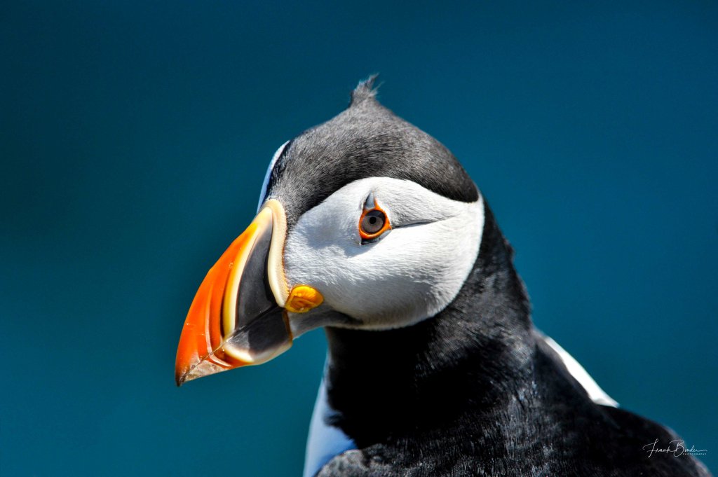 How do you pronounce&nbsp;Newfoundland?